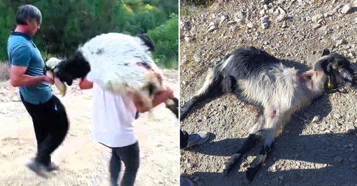 Denizli’de vahşet: 10 keçiye kurşun yağmuru