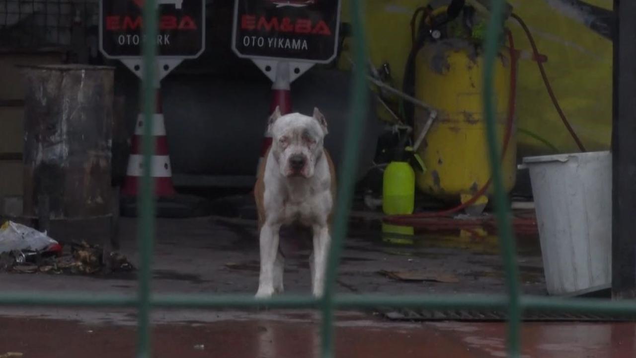 Esenyurt’ta Pitbull cinsi köpeklerin saldırdığı 2 kişi yaralandı