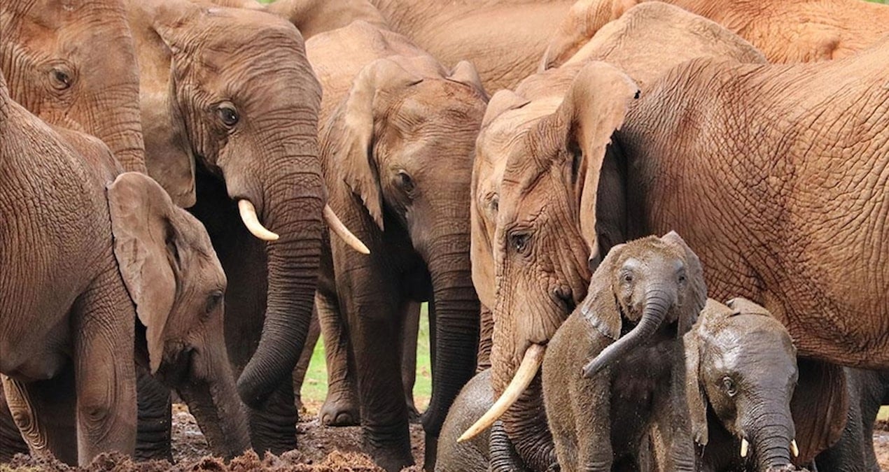 Hindistan’da fil saldırısı: 5 ölü